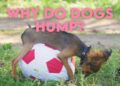 Why do Dogs Hump : All that you want to know
