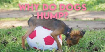 Why do Dogs Hump : All that you want to know