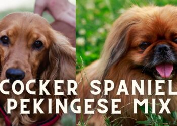 Cocker Spaniel Pekingese Mix: FAQs and Breed Details