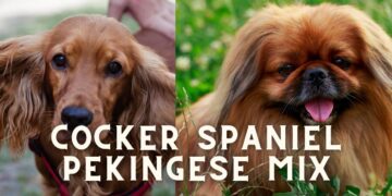 Cocker Spaniel Pekingese Mix: FAQs and Breed Details