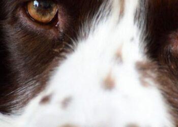 Sprocker Spaniel- Facts, Temperament, Life Expectancy