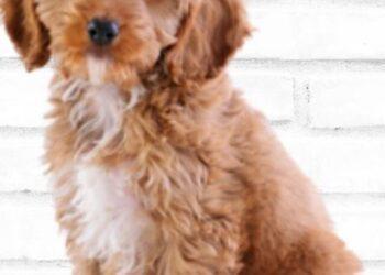 Cockapoo- All that You Want to Know