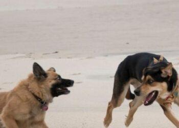 Heinz 57!!! If you are normally active on social media platforms, you must have come across this word at least once or twice by now. While Heinz 57 is a new-century slang that is playfully used to describe a mix between two different things, what does it mean in dogs??? ‘Heinz 57 dog’ is a phrase that is used to mark out mixed breeds of dogs. Also known as Mongrels, the ancestry of such dogs is often controversial or uncertain, with either of the two parents belonging to a different dog breed from the other. The term was originally derived from the famous H.J. slogan - “This stew is definitely Heinz 57 variety - there’s a lot of different things thrown into it.” So why Heinz 57 dog? In case you have been wondering why anyone ever named mixed breed mutts as Heinz 57 dogs, then it is nothing more than a playful joke. As the company is well known for its palatable sauce and ketchups that are made using a total of 57 components, some individuals decided to classify the whole breed of mixed dogs under the same name. This was used to playfully refer to the uncertainty of parents’ breeds in mixed breed dogs and soon became a popular slang in the United States. Apart from that, there’s no specific or deep meaning behind the term. What makes a Heinz 57 Dog different? Arriving from the love of two different purebreds or sometimes two mixed breeds, Heinz 57 dogs are one of the cutest and sweetest canines you can ever find. Coupling the beauty and glory of two breeds, these mutts can potentially hold more than two dog breed genetics in their body, and therefore exhibit a lot more genetic variation than their parents. These changes may either be behavioural or physical. For instance, a love child between a Labrador Retriever and a Beagle, the Beagador often comes in weird colour combinations, although some behavioural similarities may be distinctly visible. Similarly, given the possibility, a mixed breed canine might also possess more than two genetics of dog breeds, in case their parents are also of uncertain origins. Some examples include Belgian Shepherd-Chihuahua-Basenji, Golden Retriever-German Shepherd, Pitbull-Siberian Husky mixed breed dogs. Do they make good household pets? Mutts, like any other breed of dog, make amazing fur partners for life. Although there’s a little variation in how they look or behave, that doesn’t make them unfit candidates for human companionship in any way. Here are a few reasons why a Heinz 57 dog makes one of the best dogs for pet parents of all levels. Their appearance Starting the list with their most sought after trait, no two mixed breed dogs are identical to each other. Even though their coats may be a bit similar or they have the same parents, a major portion of their behavioural and personality attributes will definitely differ from the other pup. So, if you are a fan of unique things, mixed breed dogs are definitely for you. They are healthier As the Heinz 57 dogs have two or more sets of genetics in their bodies, it is believed that this combination aids them to have a much healthier and longer life when compared to a purebred. There have been many instances where the life expectancy of one of these dogs have surpassed the average life expectancy of true breeds, and hence they are slowly but gradually becoming a hit amongst active pet parents They make great service dogs Unlike what many breeders may claim, mixed breed dogs are as capable as purebreds. And no we are not just trying to upsell the breed but many experienced service dog trainers have time and again backed up this very statement. They are highly trainable, lovable, caring and also fiercely loyal as most purebreds. Additionally, interested pet owners with a Heinz 57 dog also have the option to participate and flaunt their pup’s skills as more and more organisations are opening up to their participation in agility competitions, as by NADAC. They are affordable and available It is a known fact that a true pedigree dog costs a thousand bucks more than a mixed breed dog. The rate goes even higher if the pup’s parents are of show quality and have been accorded for their visuals or personality previously. So, unless you are looking for a purebred woofer for show participations, a mixed blood is also going to keep you happily engaged and feeling blissful for all your life. They are highly trainable Mixed breed dogs make great training candidates when trained properly. They are always eager to learn, have high intelligence, and everything good that can come from one or many breeds all packed in one body. Similarly, most Heinz 57 dogs also are fairly gentle and great with toddlers. They make great dog guardians and also display good temperament to other pets at home. So, no matter if you are a first-time owner or an experienced one, the breed is for all. Then why do mixed breed dogs get so much hate??? A wise man once said, “Beauty lies in the eyes of the beholder.” So, even though mutts are as capable, loving, and beautiful as their purebred counterparts, some pet parents can’t just get beyond the fact that they are of uncertain ancestry. See, truth to be told, all dogs have four legs, a tail, a little snout, two ears, and therefore comparing based on their physical attributes is never fair. However, unfortunately, not every pet parent might entertain this idea and deem these mixed breed canines with respect. This leads to abandonment, bad behaviour with the pooch or even disgusting cases where they leave the poor creature all chained up and with no access to food, to perish. The situation is so bad, that in 2021, a local news website reported that over 4000 animals were left stranded in the middle of nowhere in Houston itself. How can I help mutts? Mutts like any other dog breeds require love and respect and hence the first thing we as human beings can do is to encourage adoption of these beautiful furballs from shelters. Shelters and kill centres are often packed with abandoned mutts and if we can rescue them and give them a good life, then why not??? The next best thing to do is to sterilise the mixed breed dog, so that they can’t mate and have puppies. The lesser Heinz 57 dogs, the lesser are the risks of them being abandoned by their owners or money-minded breeders. Purebred or mixed one, every dog is beautiful in its own way. Thus, rather than defining them based on their looks, carefully understanding the breed’s personality, behaviour, and adjustment capacity with newer surroundings or people, and then bringing in a puppy is what’s right.