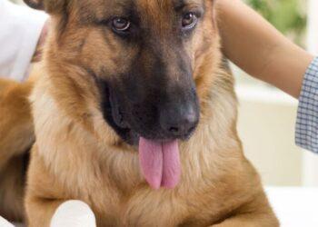 How do you tell if your dog has a tick or scab?