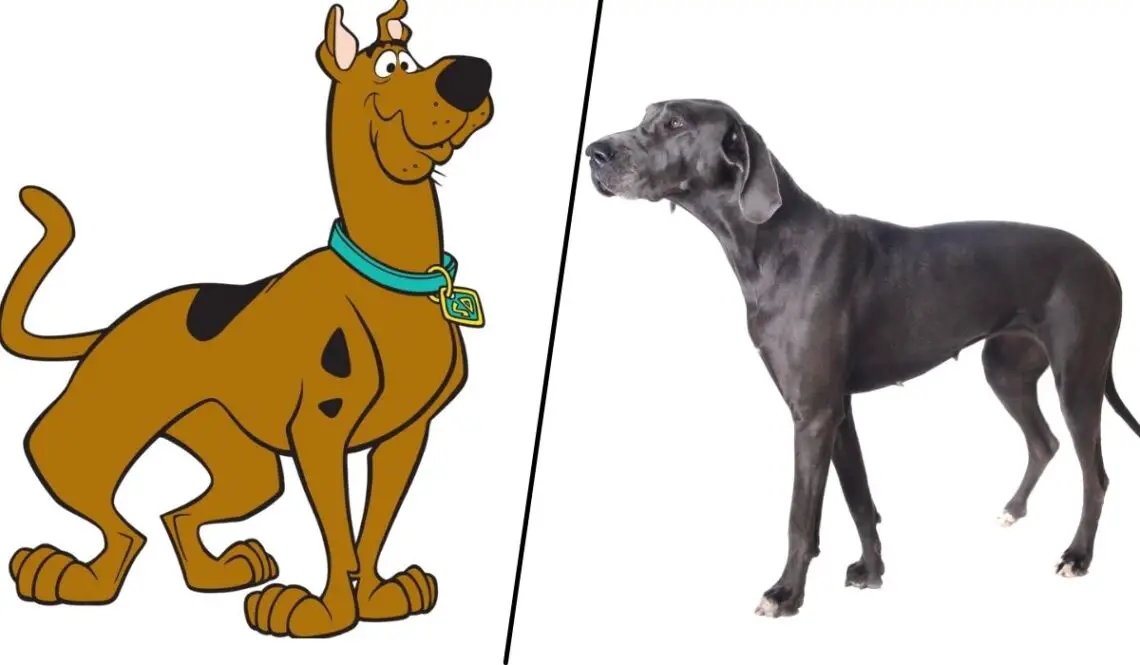 What kind of Dog is Scooby Doo? - Spaniel Dogs