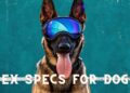 What are REX Specs for Dogs?