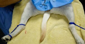 Why is Spaying Female Dogs the Better Choice?