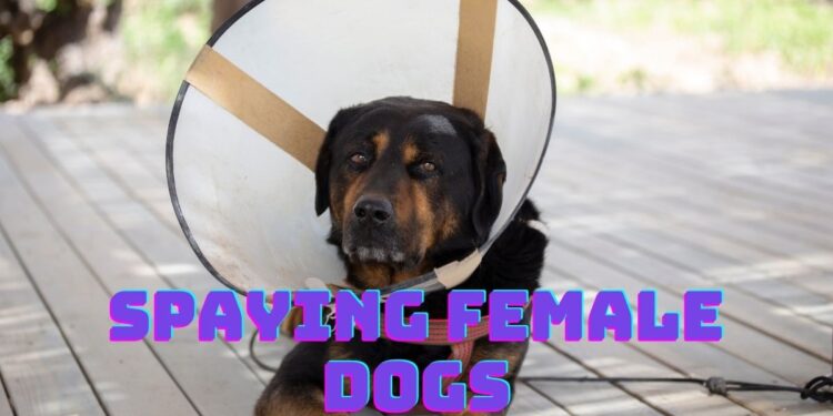 Why is Spaying Female Dogs the Better Choice?