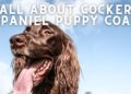 When will my Cocker Spaniel Lose his Puppy Coat?