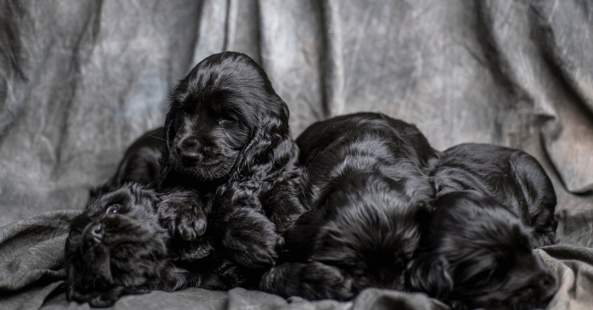Puppy Coat Secrets Unveiled for Cocker Spaniel's