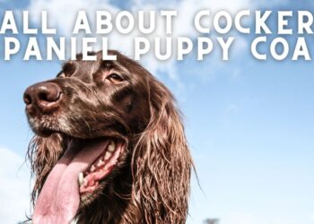 When will my Cocker Spaniel Lose his Puppy Coat?