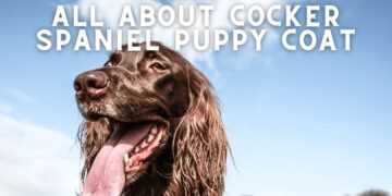 When will my Cocker Spaniel Lose his Puppy Coat?