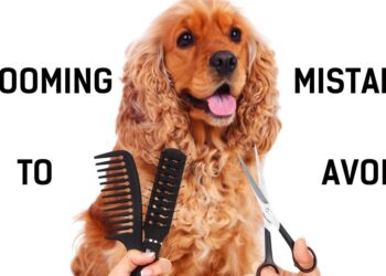 7 Cocker Spaniel Grooming Mistakes to Avoid