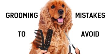 7 Cocker Spaniel Grooming Mistakes to Avoid