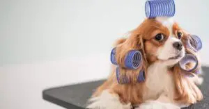 7 Cocker Spaniel Grooming Mistakes to Avoid