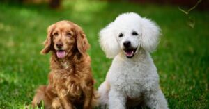 Should you go for a Boykin Spaniel Poodle Mix?