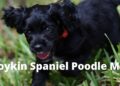 Should you go for a Boykin Spaniel Poodle Mix?