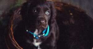 Should you go for a Boykin Spaniel Poodle Mix?