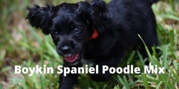 Should you go for a Boykin Spaniel Poodle Mix?