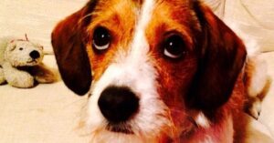 Cav-a-Jack (Spaniel Terrier Mix): Breed Details