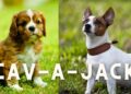 Cav-a-Jack (Spaniel Terrier Mix): Breed Details
