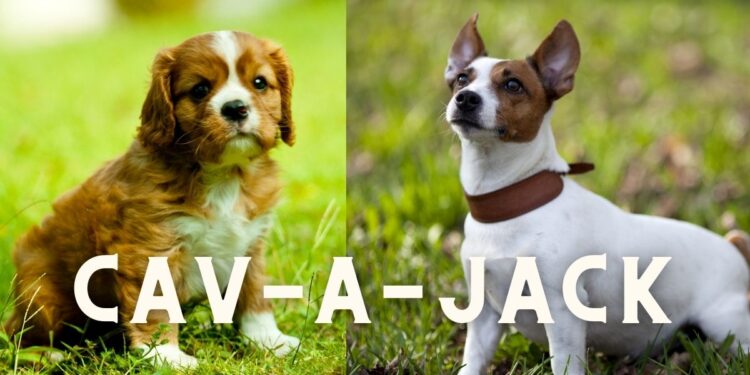 Cav-a-Jack (Spaniel Terrier Mix): Breed Details