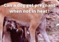 Can a Dog get Pregnant when Not in Heat?