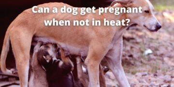 Can a Dog get Pregnant when Not in Heat?
