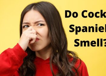 Do Cocker Spaniels Smell?