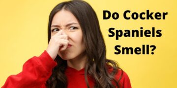 Do Cocker Spaniels Smell?