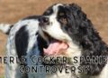 Merle Cocker Spaniel- Why are they so Popular?