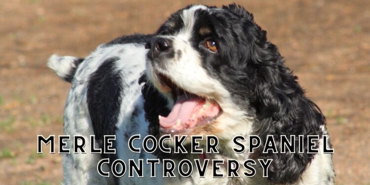 Merle Cocker Spaniel- Why are they so Popular?
