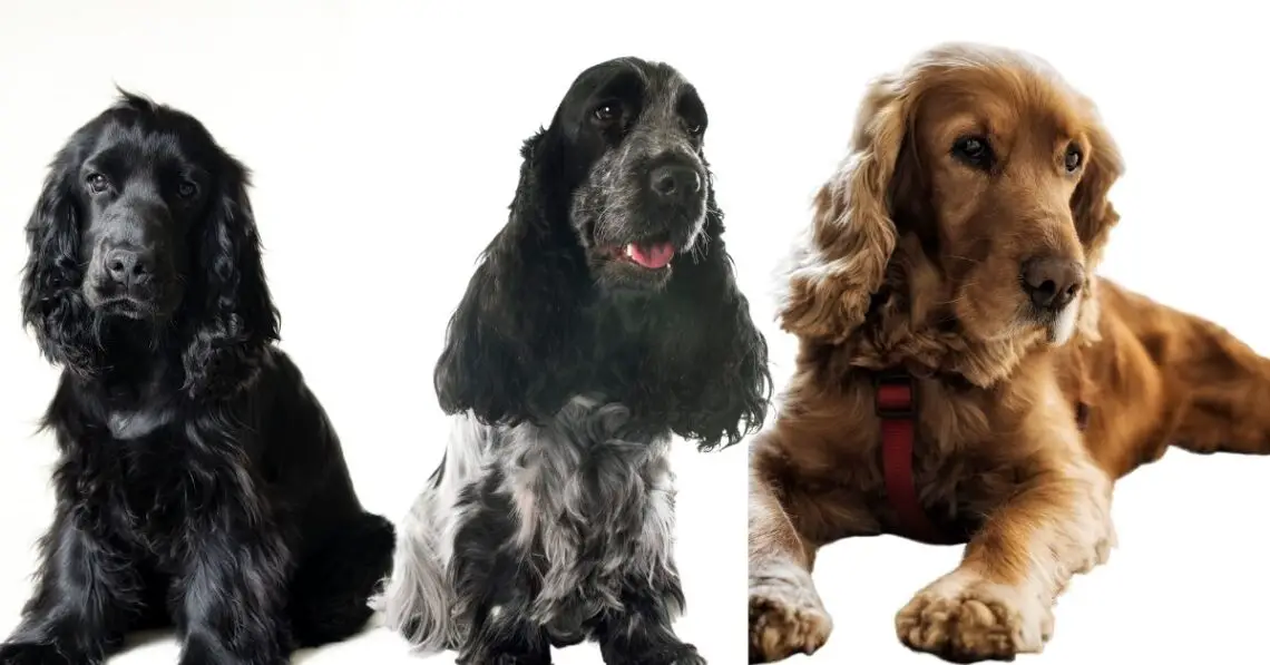 12 Most Popular English Cocker Spaniel Colours And Patterns