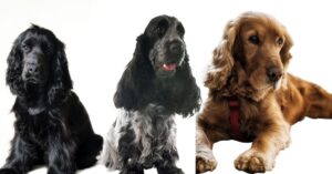 12 Most Popular English Cocker Spaniel Colours and Patterns