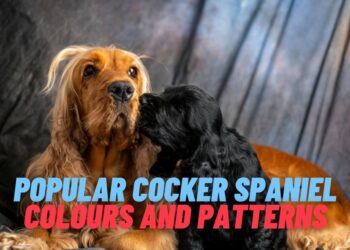 12 Most Popular English Cocker Spaniel Colours and Patterns