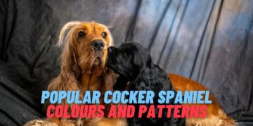 12 Most Popular English Cocker Spaniel Colours and Patterns