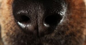 Why do Spaniels have Wet Noses?