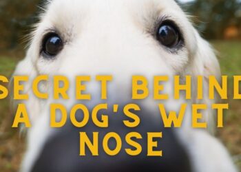 Why do Spaniels have Wet Noses?