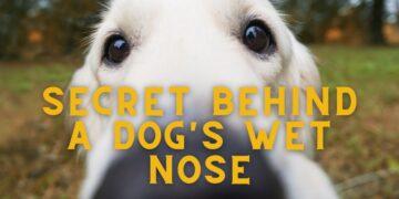 Why do Spaniels have Wet Noses?