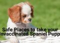 7 Safe Places to take your Unvaccinated Spaniel Puppy