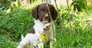 7 Safe Places to take your Unvaccinated Spaniel Puppy