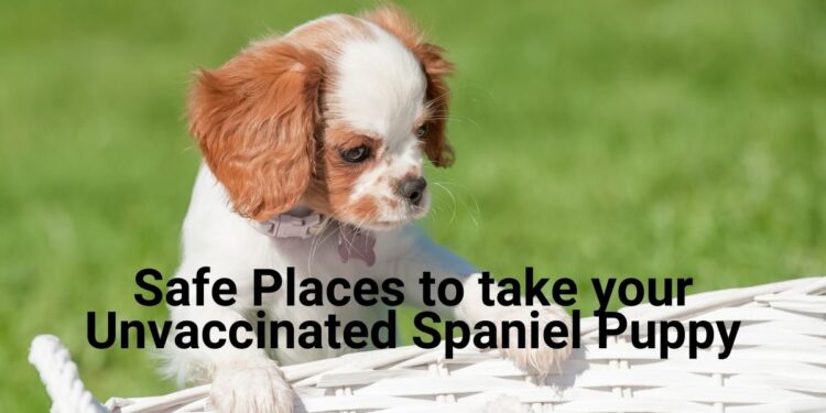 7 Safe Places to take your Unvaccinated Spaniel Puppy