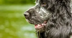 Blue Roan Cocker Spaniels- Five facts to Know Before you Pet them