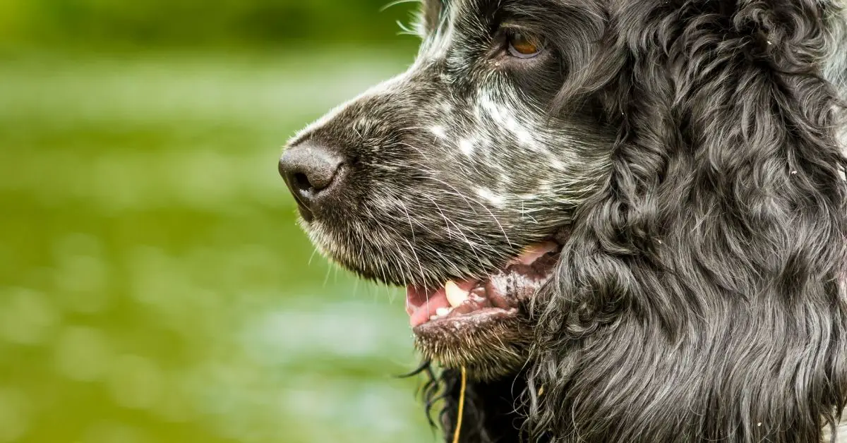 Blue Roan Cocker Spaniels- Five Facts To Know Before You Pet Them