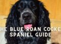 Blue Roan Cocker Spaniels- Five facts to Know Before you Pet them