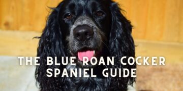 Blue Roan Cocker Spaniels- Five facts to Know Before you Pet them