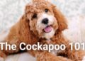 Why does your Cockapoo look like a Poodle?