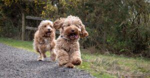 Why does your Cockapoo look like a Poodle?