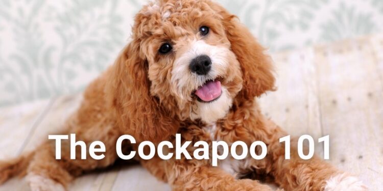Why does your Cockapoo look like a Poodle?