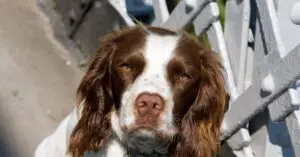 Sable Springer Spaniel- Facts and Images